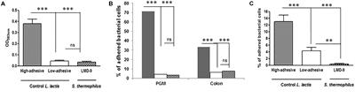 Characterization of Mucus-Related Properties of Streptococcus thermophilus: From Adhesion to Induction